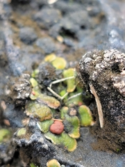 Psora pseudorussellii