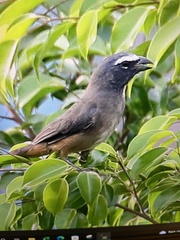 Saltator grandis