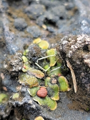 Psora pseudorussellii