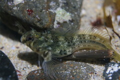 Parablennius tasmanianus