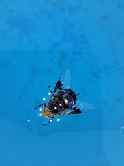 Copestylum spinigerum