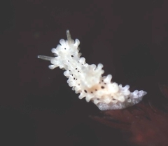 Aegires albopunctatus