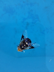 Copestylum spinigerum