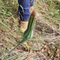 Tragopogon porrifolius