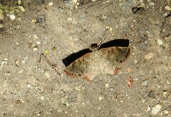 Antigonus erosus