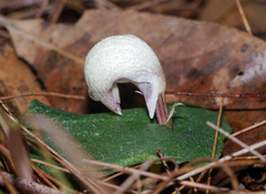 Corybas barbarae