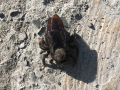Xylocopa griswoldi