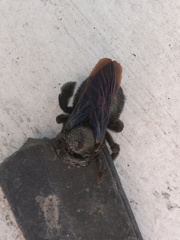 Xylocopa griswoldi