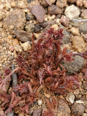 Lastarriaea chilensis