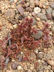 Lastarriaea chilensis