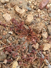 Lastarriaea chilensis