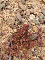 Lastarriaea chilensis