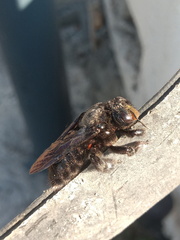Xylocopa griswoldi