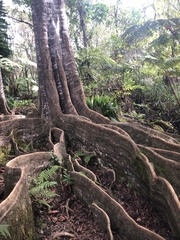 Elaeocarpus angustifolius