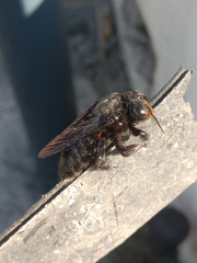 Xylocopa griswoldi