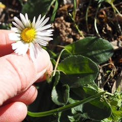 Bellis pappulosa