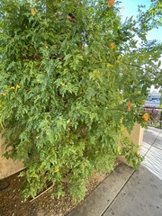 Tecoma