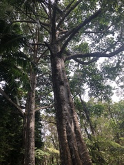 Elaeocarpus angustifolius