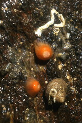 Anthothoe albocincta