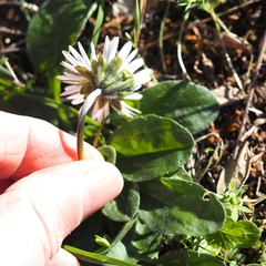 Bellis pappulosa