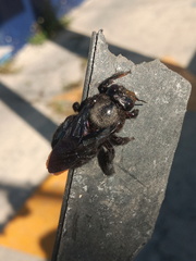 Xylocopa griswoldi