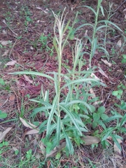 Pterocaulon virgatum