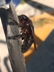 Xylocopa griswoldi