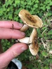 Pluteus cervinus