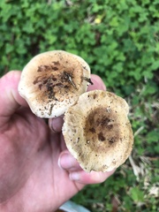 Pluteus cervinus