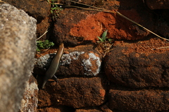 Eutropis madaraszi