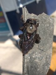 Xylocopa griswoldi