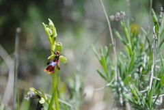 Ophrys insectifera