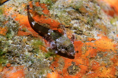 Bovichtus angustifrons