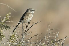 Artemisiospiza nevadensis