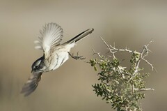 Artemisiospiza nevadensis