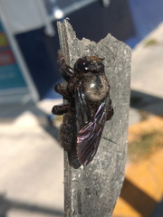 Xylocopa griswoldi