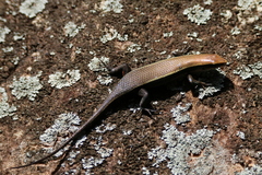 Eutropis madaraszi