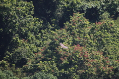 Spilornis cheela