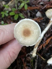 Lepiota castaneidisca