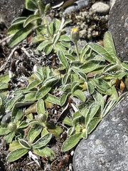 Pilosella officinarum