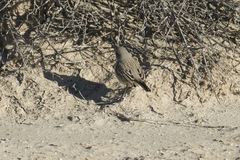 Artemisiospiza nevadensis