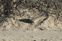 Artemisiospiza nevadensis