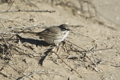 Artemisiospiza nevadensis