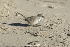 Artemisiospiza nevadensis