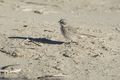 Artemisiospiza nevadensis