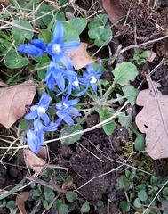 Scilla siberica