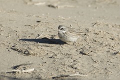 Artemisiospiza nevadensis