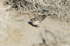 Artemisiospiza nevadensis