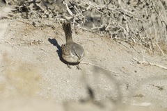 Artemisiospiza nevadensis