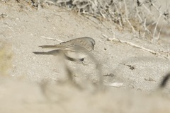 Artemisiospiza nevadensis